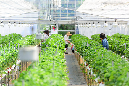 農園紀の国 イチゴ狩り風景