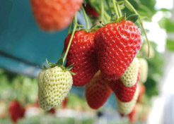 農園紀の国 写真